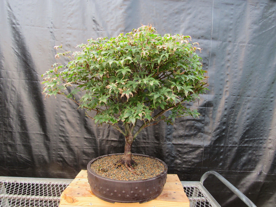 52 Year Old Rhode Island Red Japanese Maple Bonsai Tree