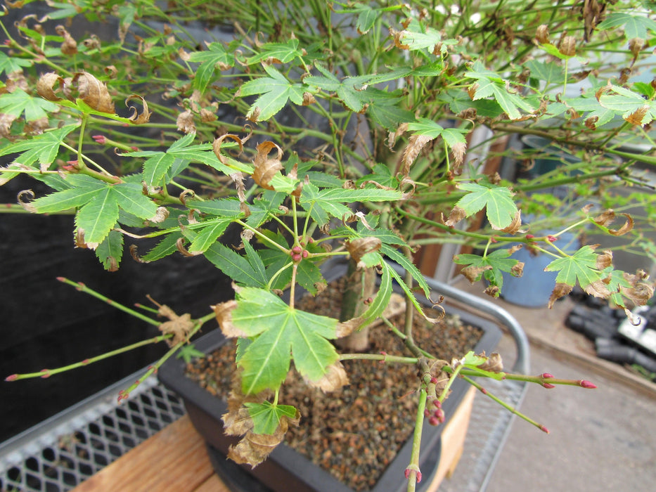 53 Year Old Kiyohime Japanese Maple Bonsai Tree Fall Foliage Starting