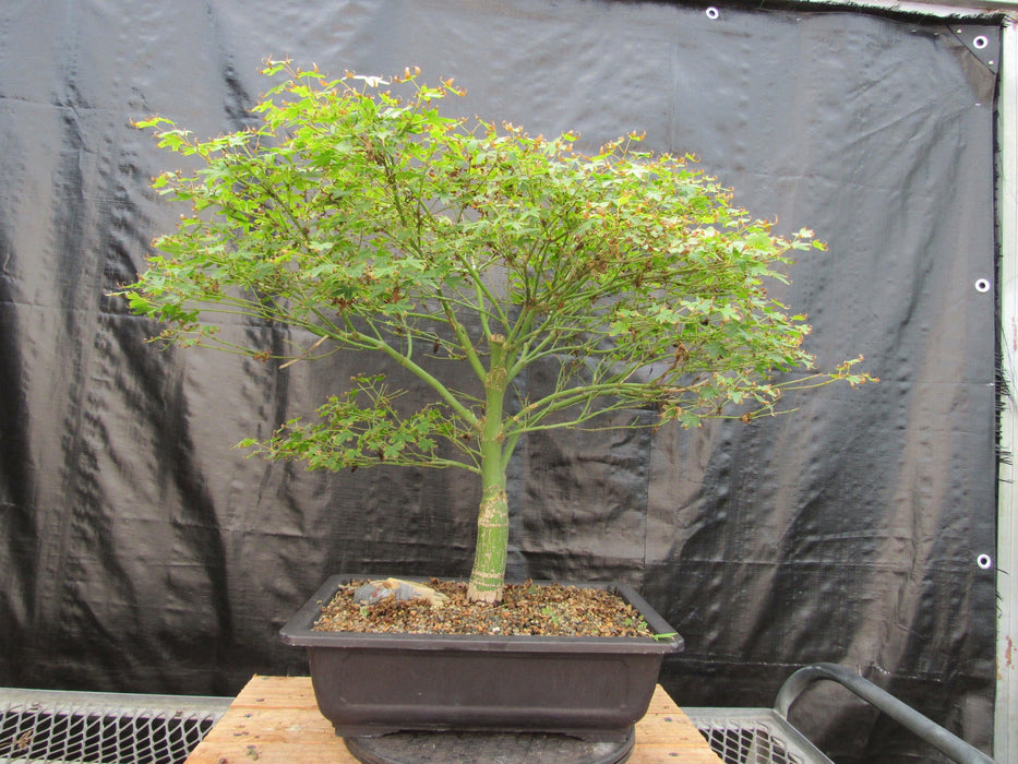 53 Year Old Kiyohime Japanese Maple Bonsai Tree Back