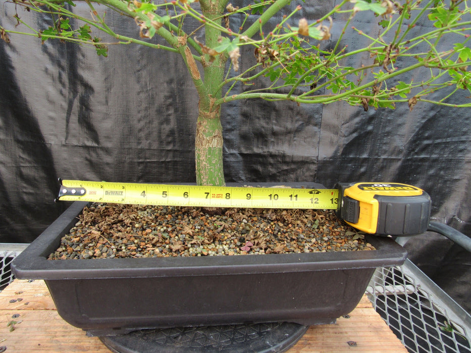 53 Year Old Kiyohime Japanese Maple Bonsai Tree Width