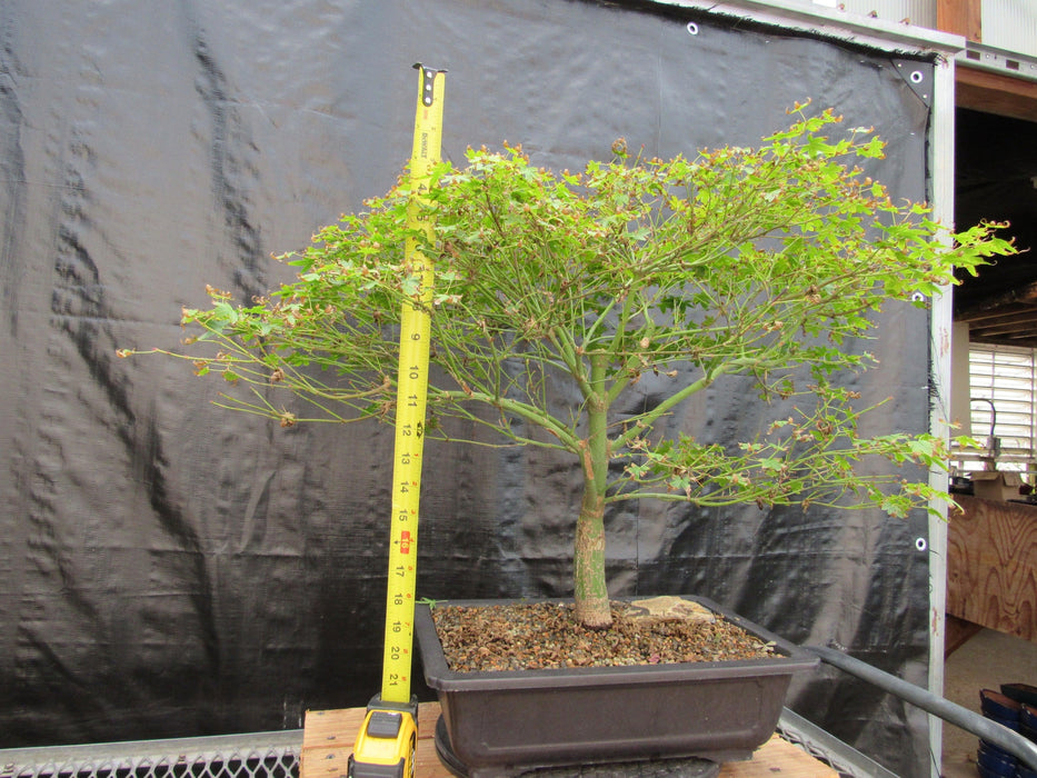 53 Year Old Kiyohime Japanese Maple Bonsai Tree Height