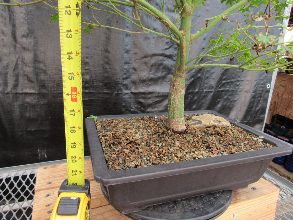 53 Year Old Kiyohime Japanese Maple Bonsai Tree Tall