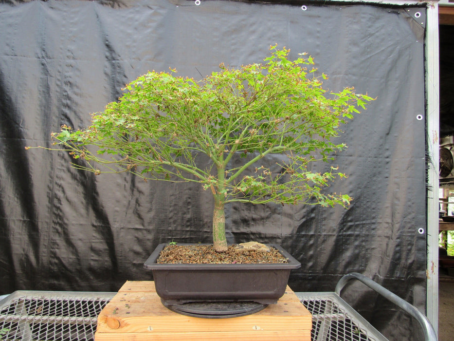 53 Year Old Kiyohime Japanese Maple Bonsai Tree Profile