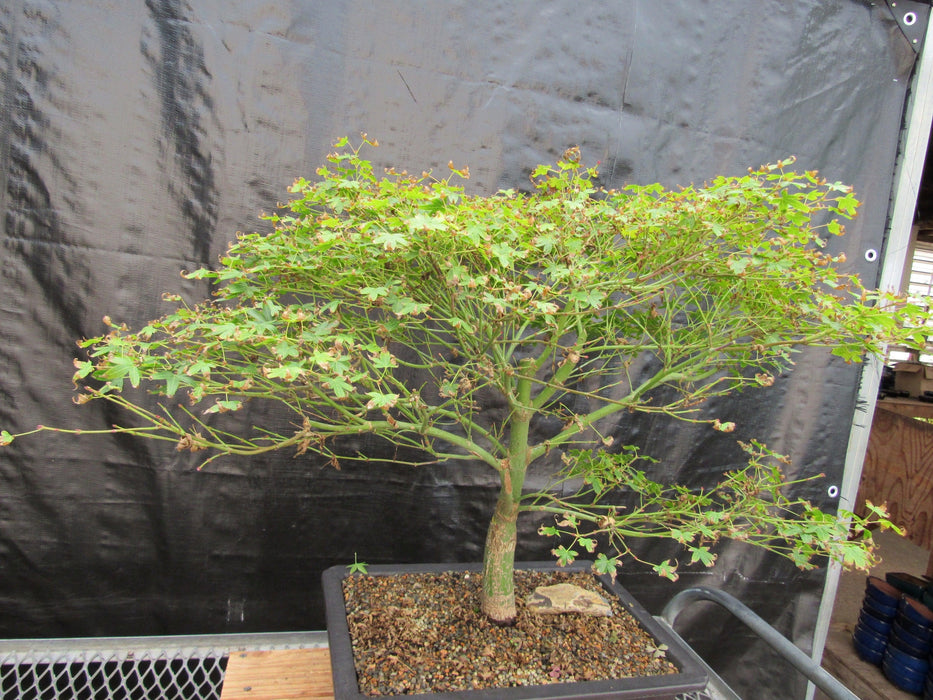 53 Year Old Kiyohime Japanese Maple Bonsai Tree Side