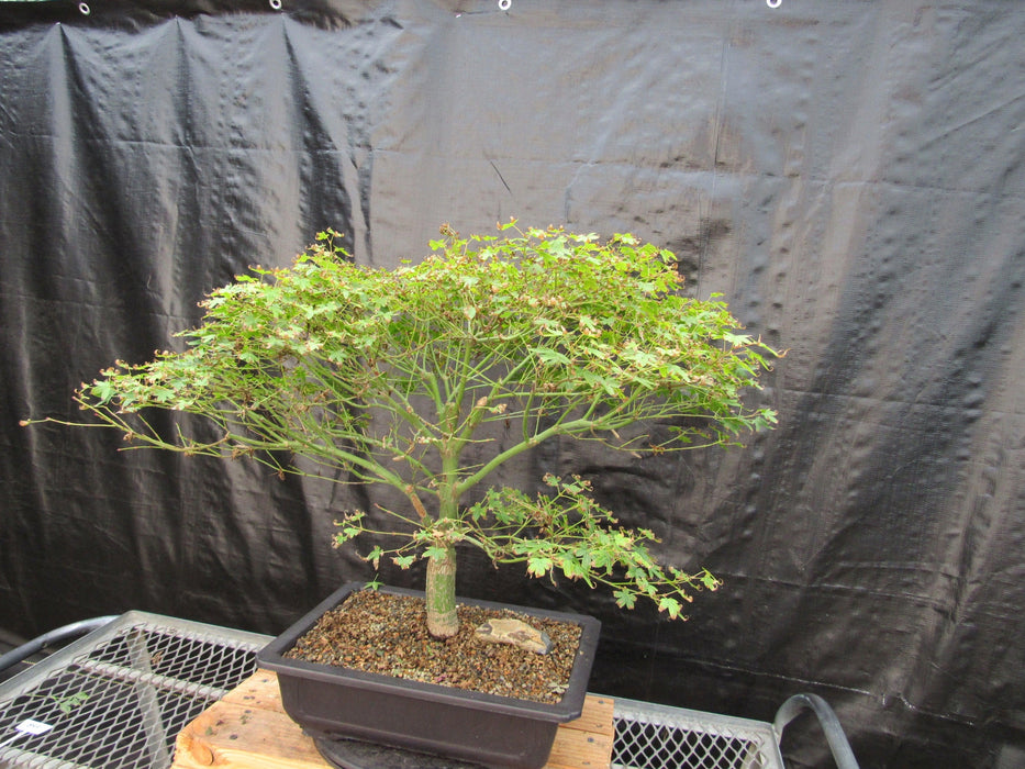 53 Year Old Kiyohime Japanese Maple Bonsai Tree Strong Side