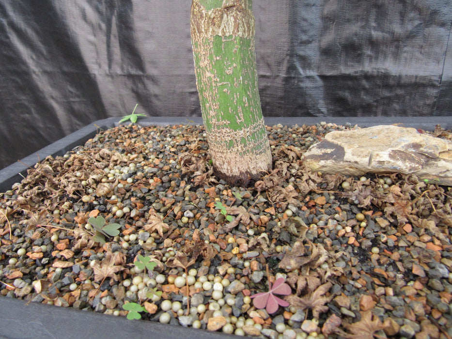 53 Year Old Kiyohime Japanese Maple Bonsai Tree Trunk