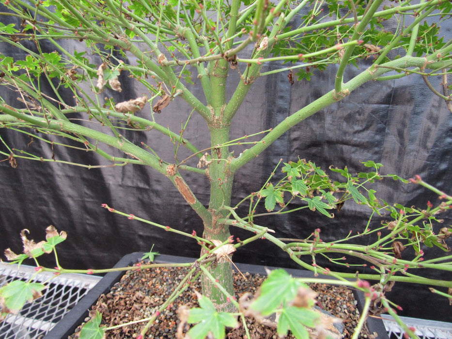 53 Year Old Kiyohime Japanese Maple Bonsai Tree Branches