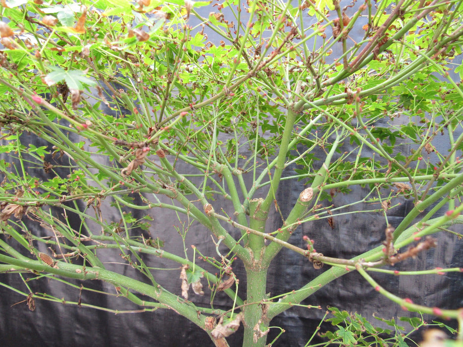 53 Year Old Kiyohime Japanese Maple Bonsai Tree Branch Structure