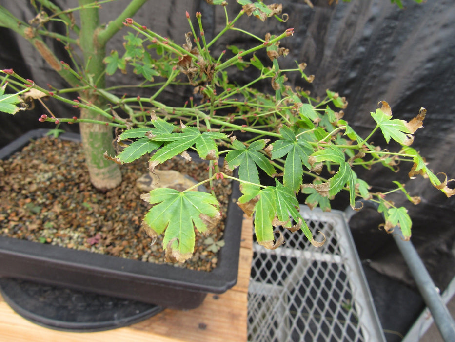 53 Year Old Kiyohime Japanese Maple Bonsai Tree Leaves