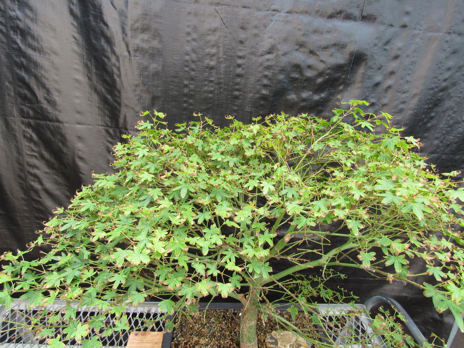 53 Year Old Kiyohime Japanese Maple Bonsai Tree Canopy