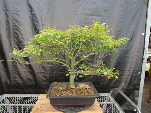 53 Year Old Kiyohime Japanese Maple Bonsai Tree