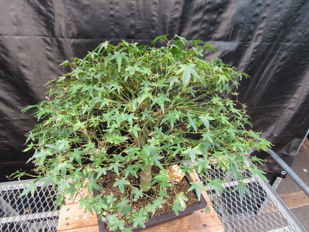 55 Year Old Dwarf Japanese Maple Bonsai Tree Birds Eye