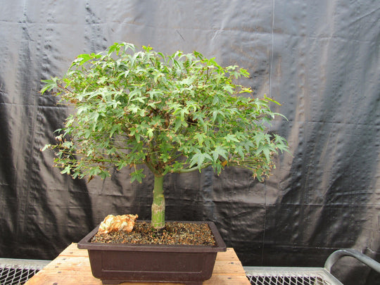 silver maple bonsai tree 55 Year Old Dwarf Japanese Maple Bonsai Tree