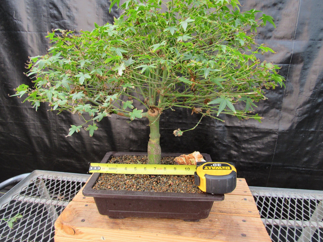 55 Year Old Dwarf Japanese Maple Bonsai Tree Size