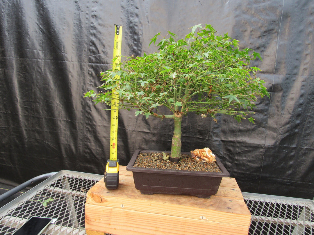55 Year Old Dwarf Japanese Maple Bonsai Tree Height