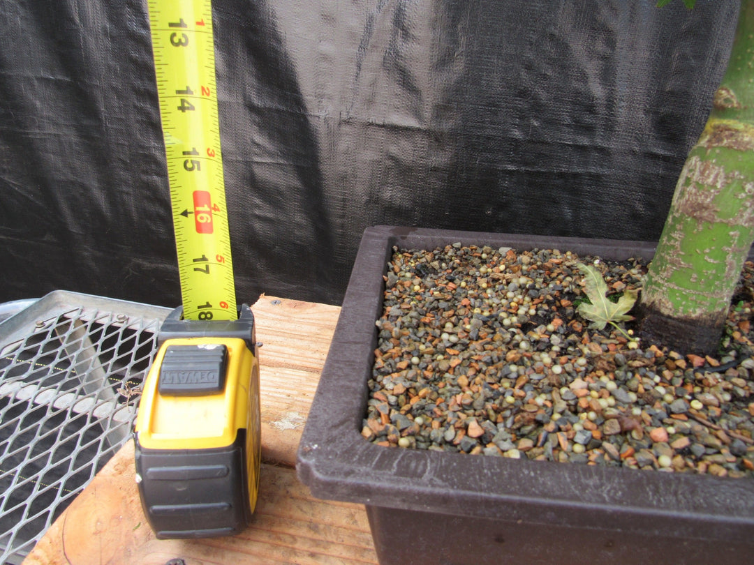 55 Year Old Dwarf Japanese Maple Bonsai Tree Tall