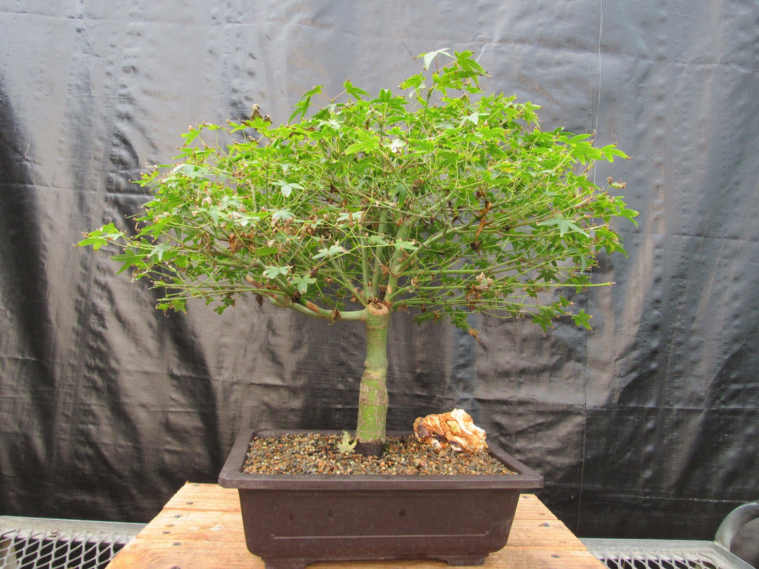 55 Year Old Dwarf Japanese Maple Bonsai Tree Front