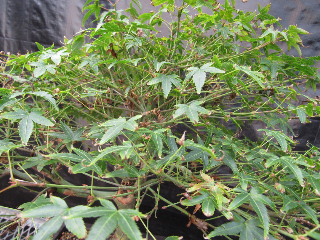 55 Year Old Dwarf Japanese Maple Bonsai Tree Canopy