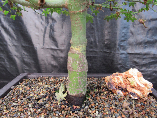 55 Year Old Dwarf Japanese Maple Bonsai Tree