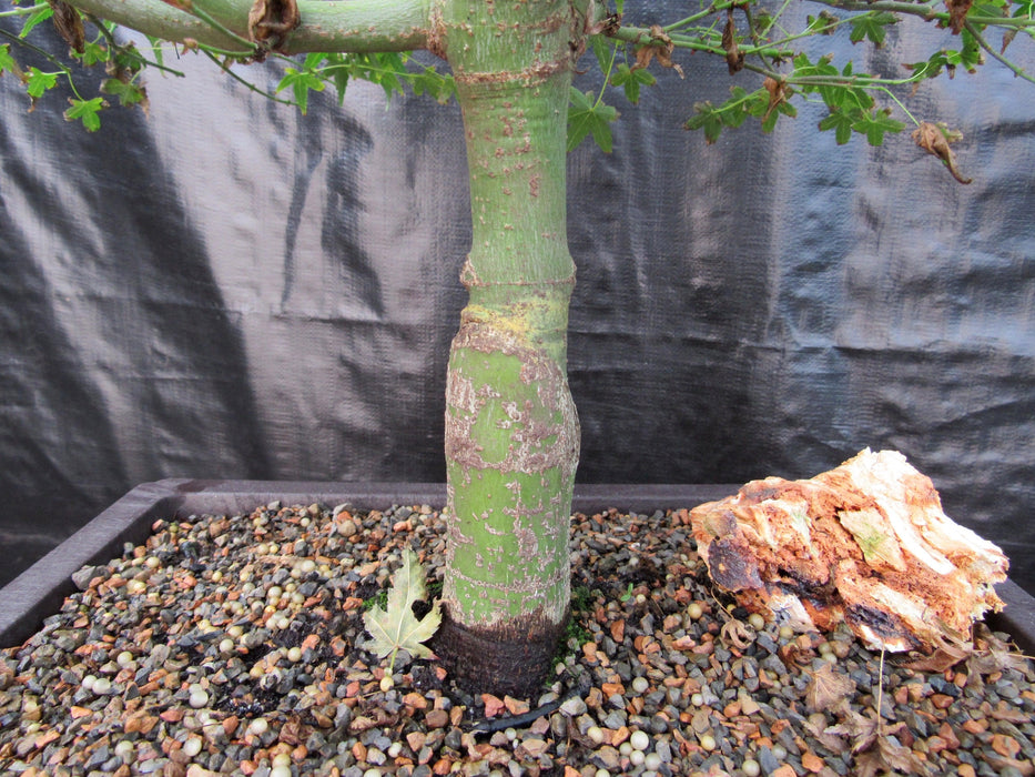 55 Year Old Dwarf Japanese Maple Bonsai Tree Trunk