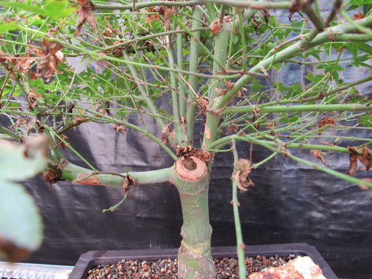 55 Year Old Dwarf Japanese Maple Bonsai Tree