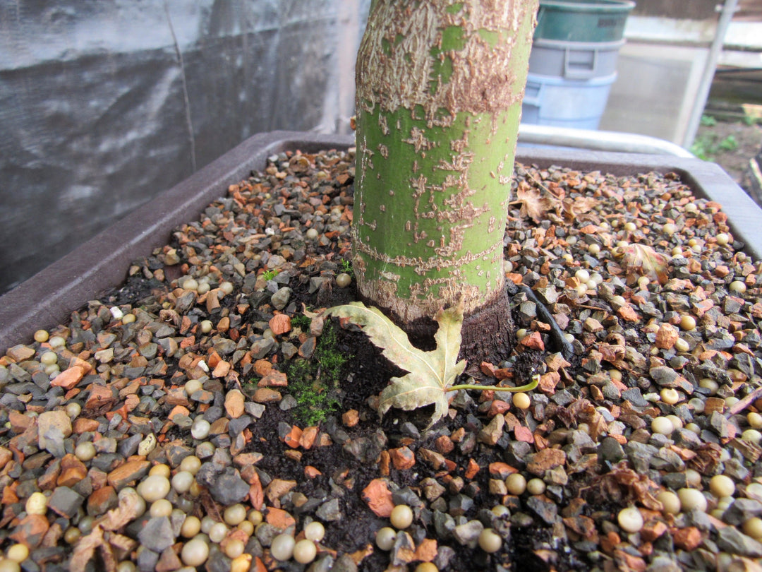 55 Year Old Dwarf Japanese Maple Bonsai Tree Fallen Leaf