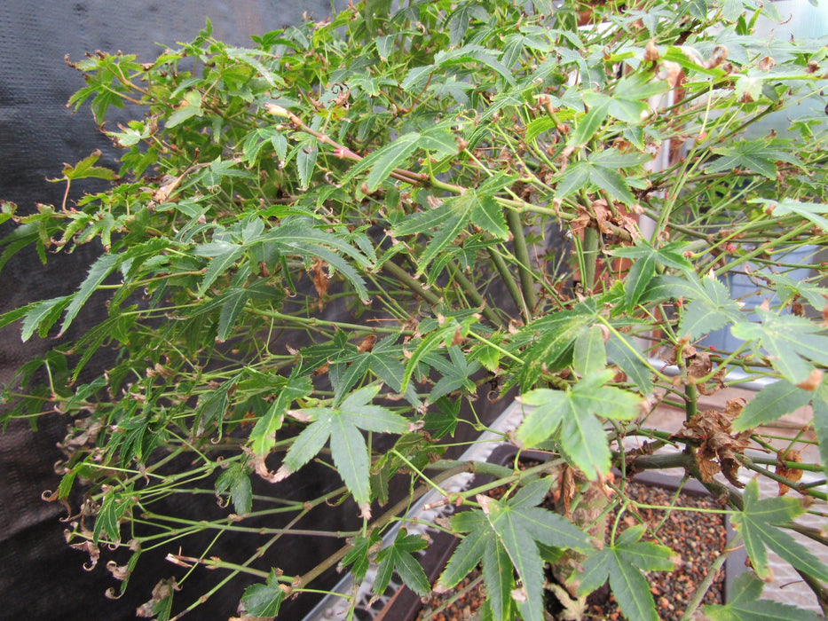 55 Year Old Dwarf Japanese Maple Bonsai Tree Leaves