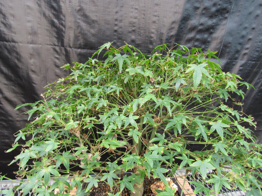 55 Year Old Dwarf Japanese Maple Bonsai Tree Foliage