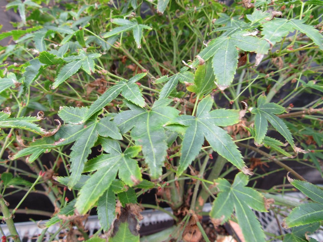 55 Year Old Dwarf Japanese Maple Bonsai Tree Autumn Leaves Starting