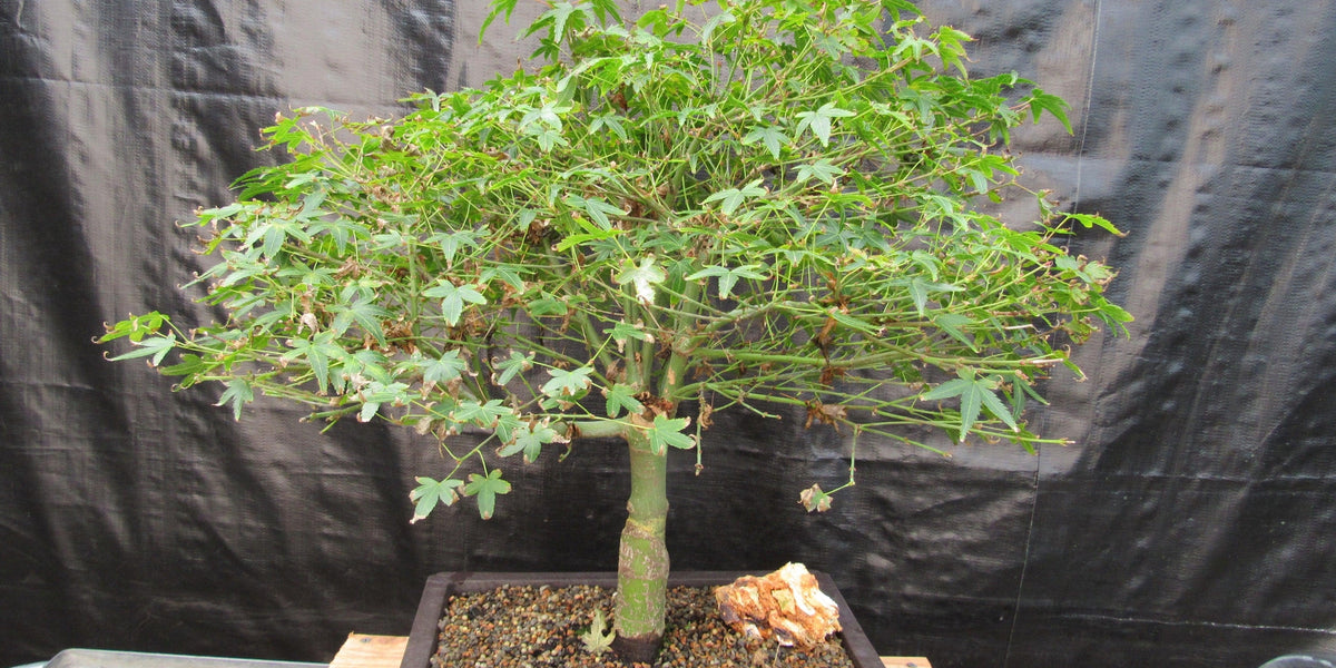 松 盆栽 55 55 Year Old Dwarf Japanese Maple Bonsai Tree