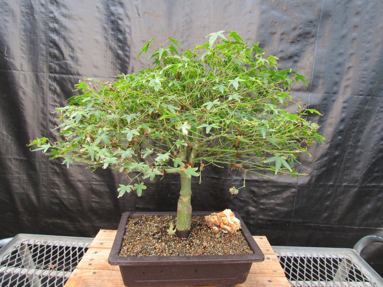 miniature indoor bonsai tree garden japanese maple tree 55 Year Old Dwarf Japanese Maple Bonsai Tree