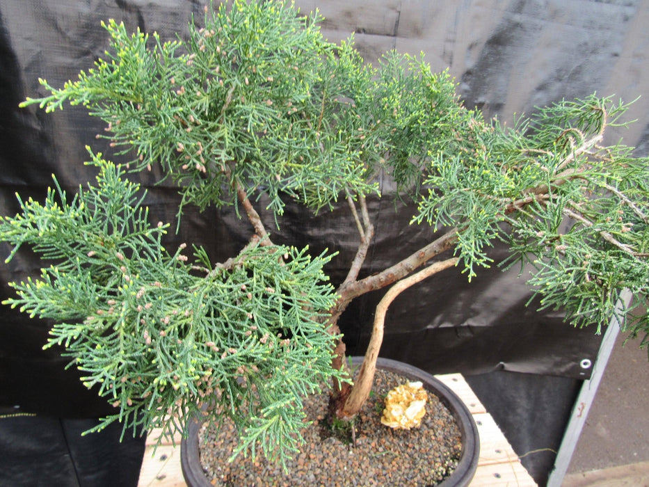 55 Year Old Golden Joy Shimpaku Chinese Juniper Specimen Bonsai Tree Literati Style Side