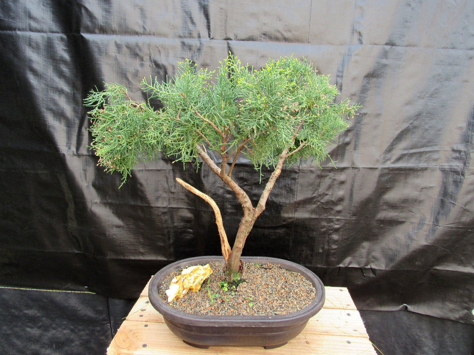 55 Year Old Golden Joy Shimpaku Chinese Juniper Specimen Bonsai Tree Literati Style Back