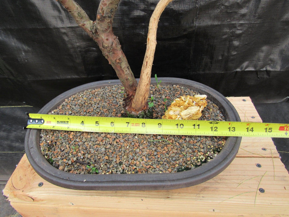 55 Year Old Golden Joy Shimpaku Chinese Juniper Specimen Bonsai Tree Literati Style Width