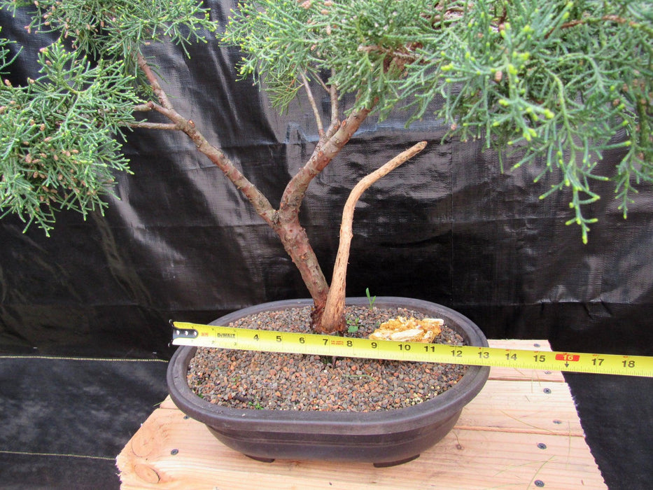 55 Year Old Golden Joy Shimpaku Chinese Juniper Specimen Bonsai Tree Literati Style Thickness