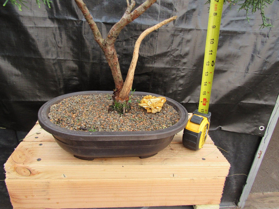 55 Year Old Golden Joy Shimpaku Chinese Juniper Specimen Bonsai Tree Literati Style Height