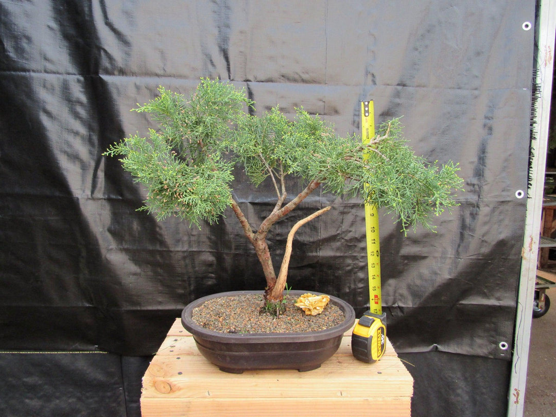 55 Year Old Golden Joy Shimpaku Chinese Juniper Specimen Bonsai Tree Literati Style Tall