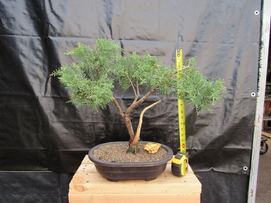 55 Year Old Golden Joy Shimpaku Chinese Juniper Specimen Bonsai Tree Literati Style Tall