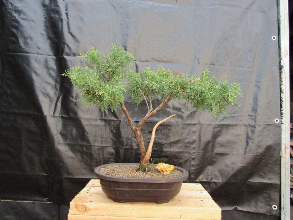 55 Year Old Golden Joy Shimpaku Chinese Juniper Specimen Bonsai Tree Literati Style Profile