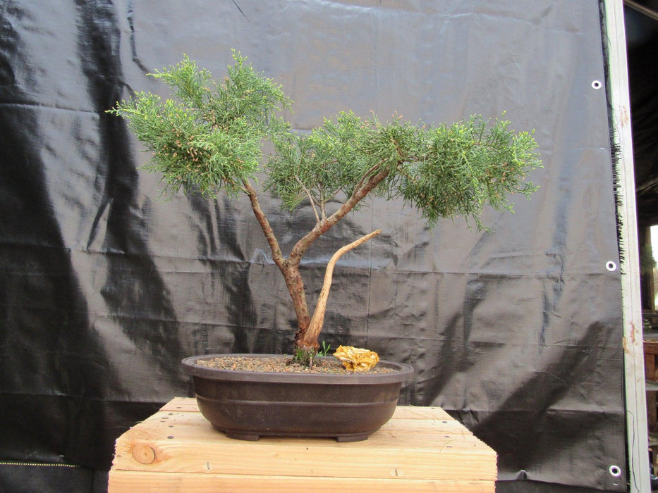 55 Year Old Golden Joy Shimpaku Chinese Juniper Specimen Bonsai Tree Literati Style Front