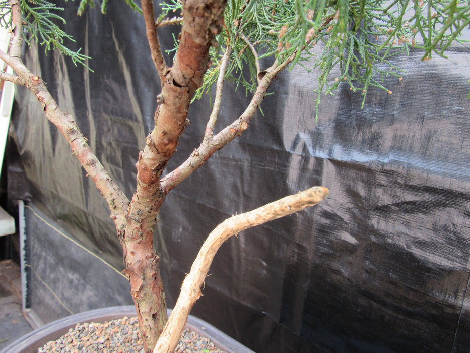 55 Year Old Golden Joy Shimpaku Chinese Juniper Specimen Bonsai Tree Literati Style Jin Closeup