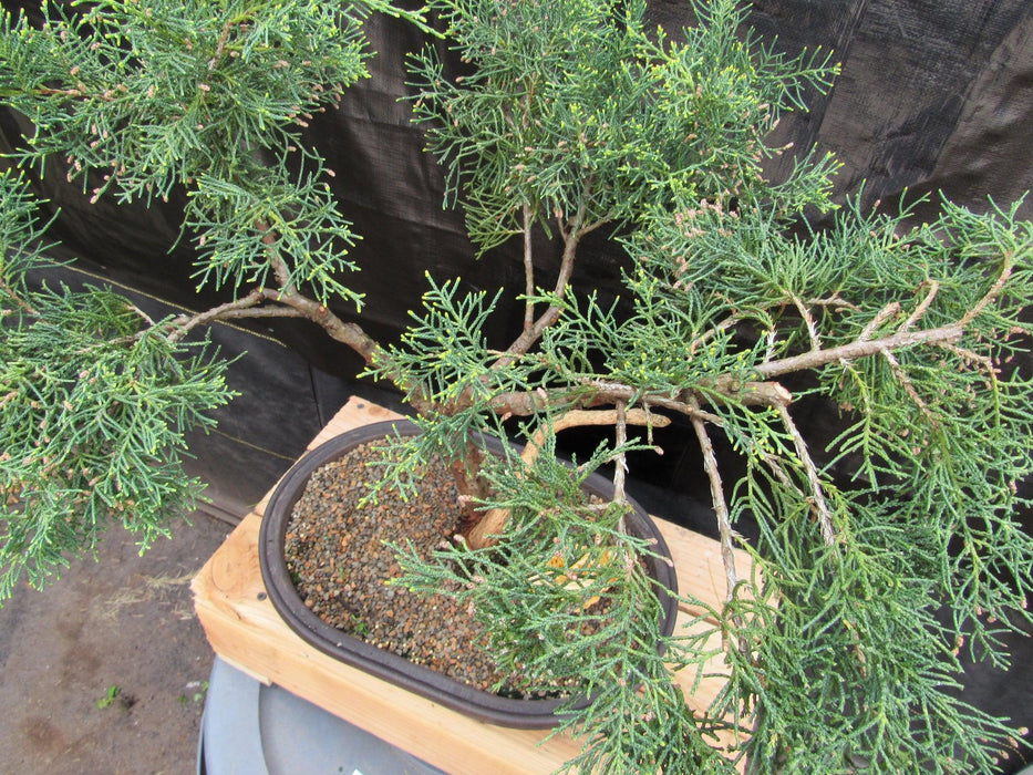 55 Year Old Golden Joy Shimpaku Chinese Juniper Specimen Bonsai Tree Literati Style Top