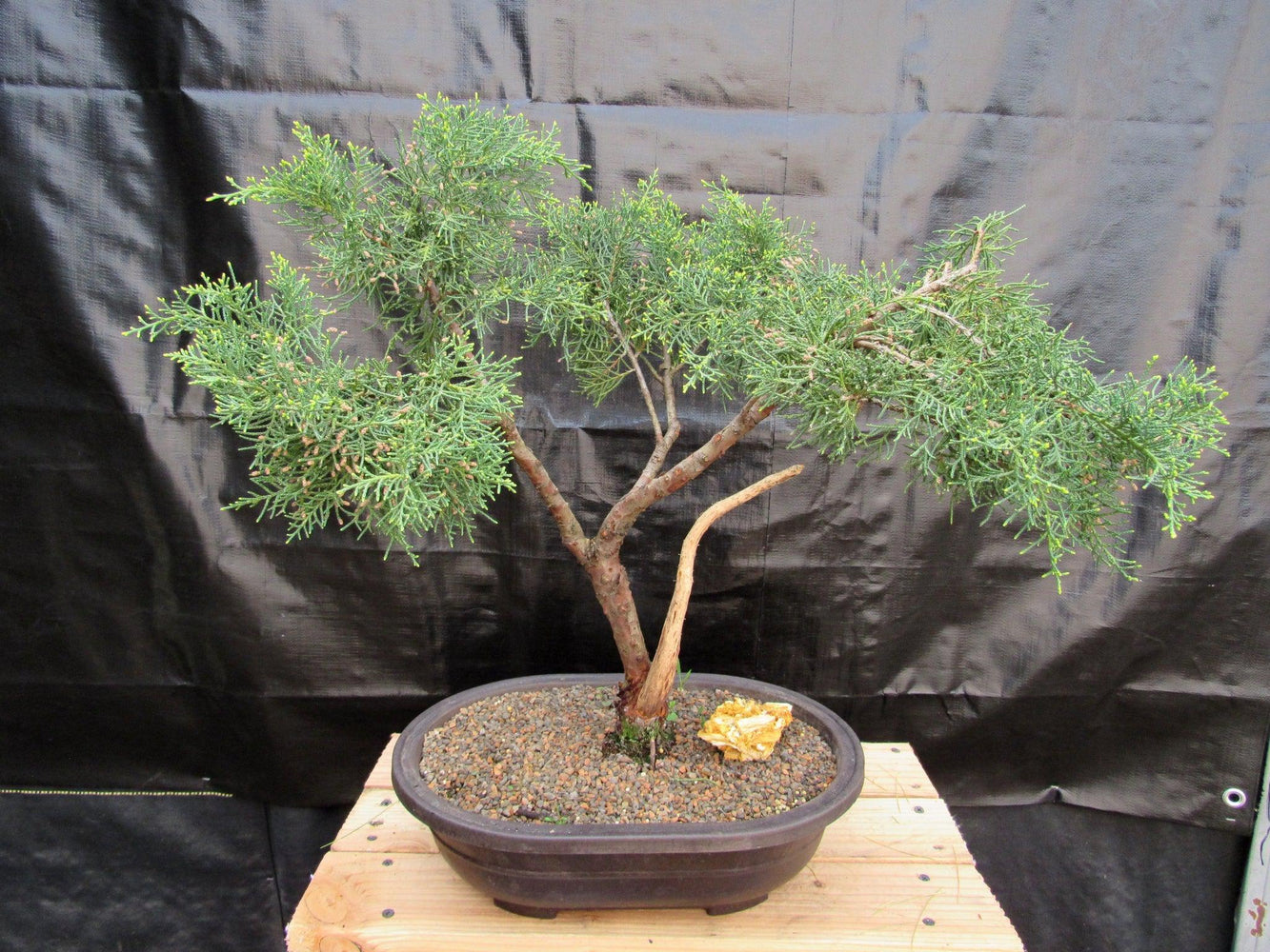 55 Year Old Golden Joy Shimpaku Chinese Juniper Specimen Bonsai Tree Literati Style