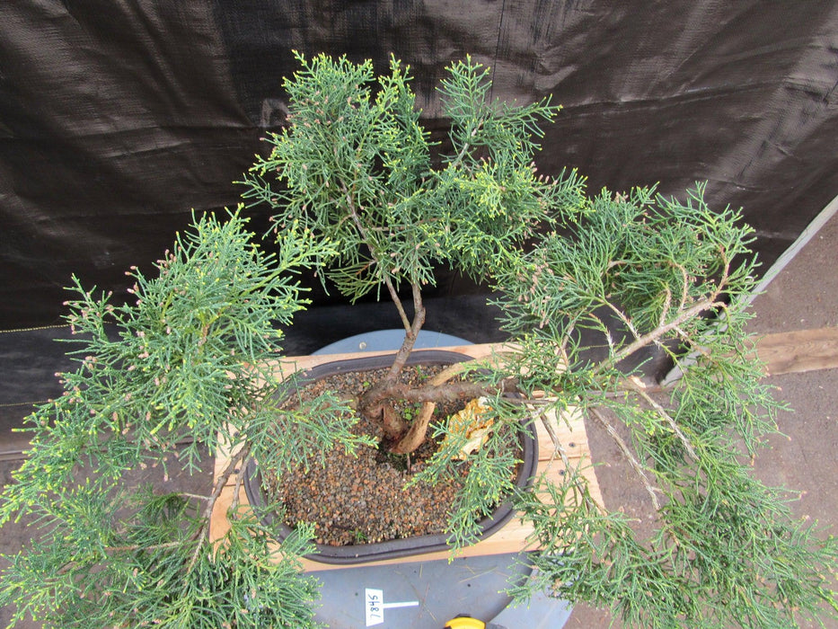 55 Year Old Golden Joy Shimpaku Chinese Juniper Specimen Bonsai Tree Literati Style Canopy