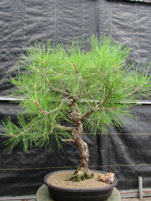 55 Year Old Japanese Black Pine Pine Specimen Bonsai Tree Front