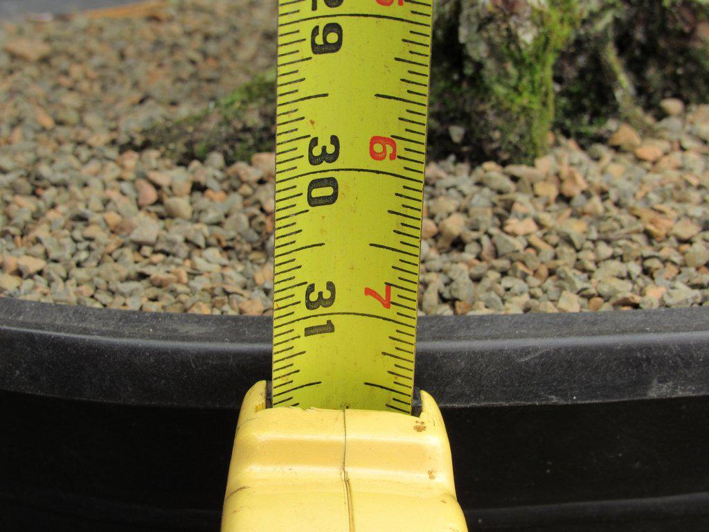 55 Year Old Japanese Black Pine Pine Specimen Bonsai Tree Height