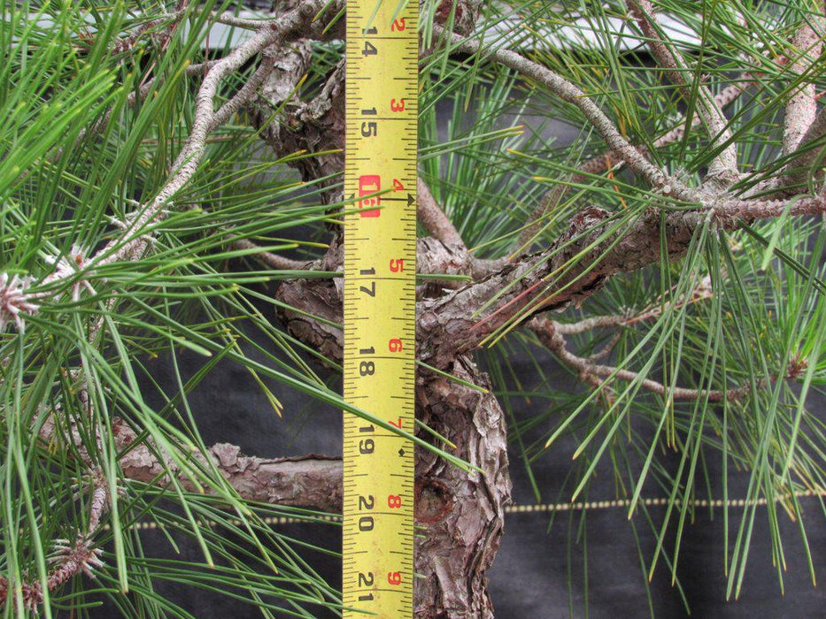 55 Year Old Japanese Black Pine Pine Specimen Bonsai Tree Size Mid