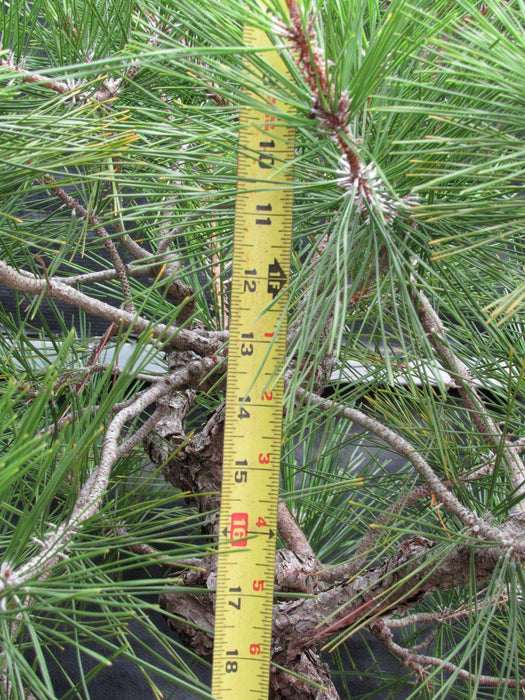 55 Year Old Japanese Black Pine Pine Specimen Bonsai Tree Size Canopy