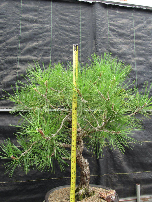 55 Year Old Japanese Black Pine Pine Specimen Bonsai Tree Size