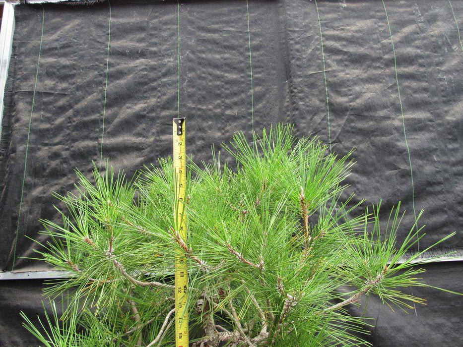 55 Year Old Japanese Black Pine Specimen Bonsai Tree